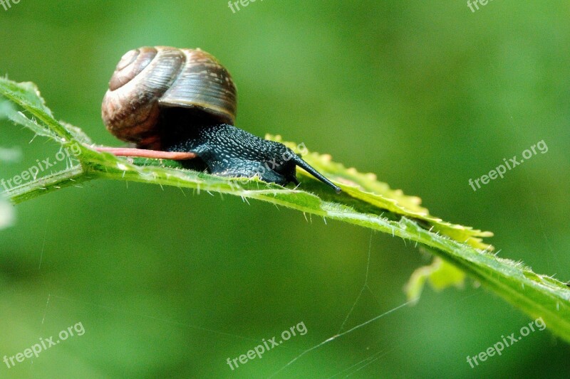 Nature Leaf Garden Evertebrat Animal World