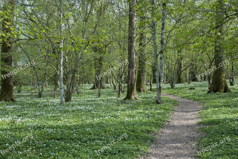 Nature Wood Tree Lawn Park