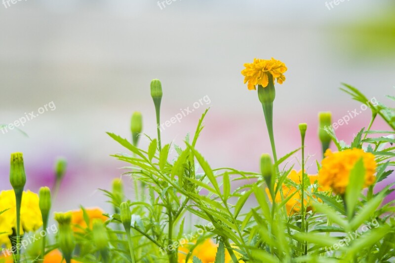 Nature Plant Flower Summer Leaf