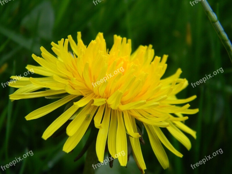 Dandelion Nature Flower Spring Natural