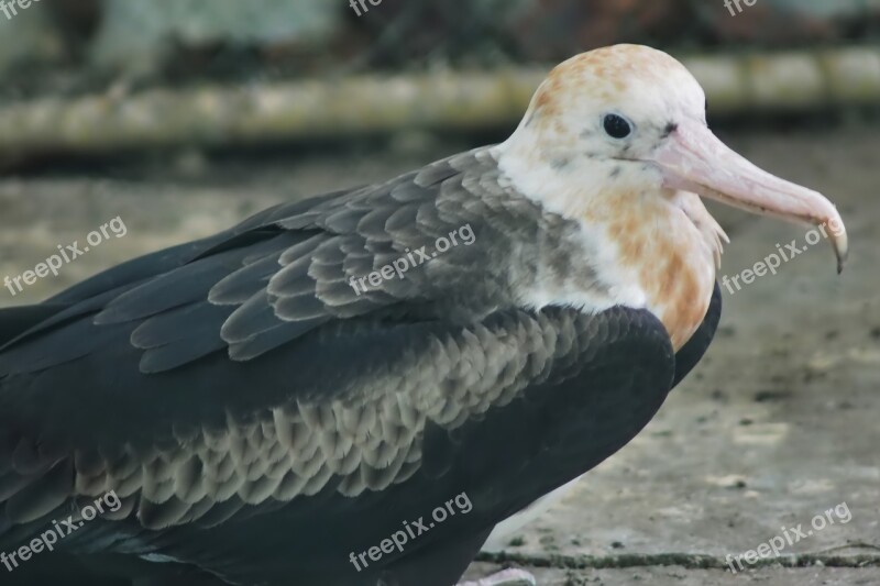 Bird Wildlife Nature Animal Feather