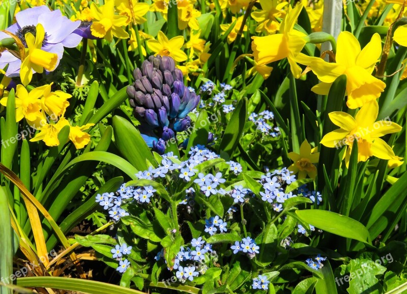 Nature Flowers Spring Meadow Narcissus