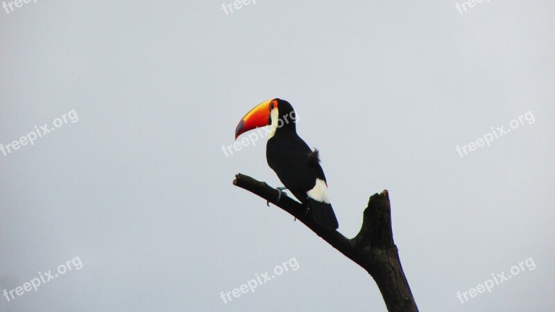 Birds Wildlife Tucano Free Photos