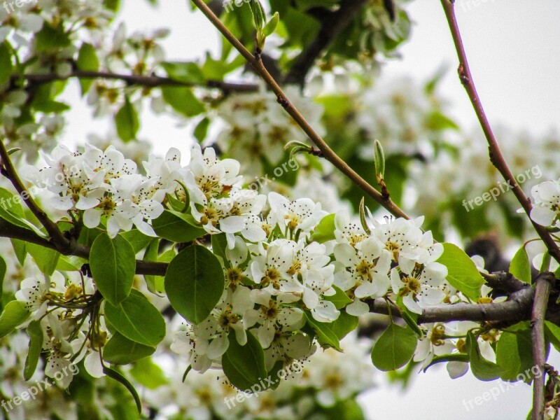 Tree Branch Nature Plant Season