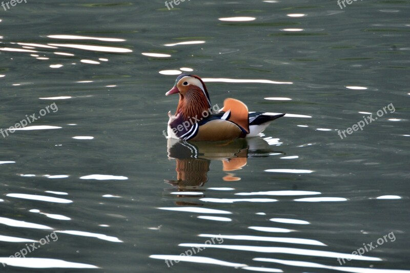 Duck Bird Wild Animals Pond Waters