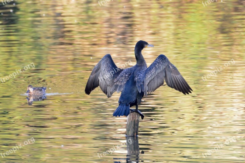 Bird Waters Pond Natural Wild Animals