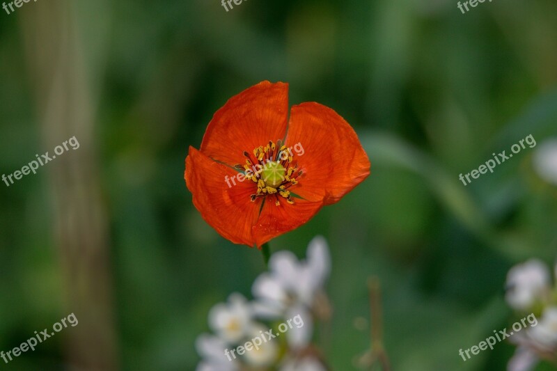 Flower Nature Plant Open Air Leaf