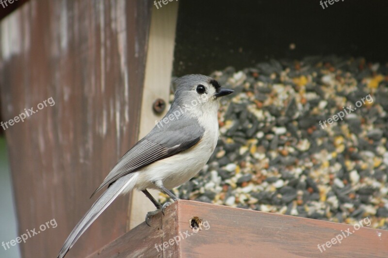 Bird Nature Outdoors Wildlife Animal