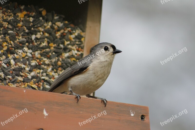 Bird Outdoors Nature Wildlife Titmouse