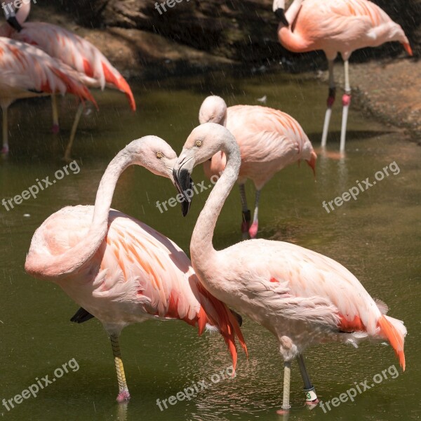 Flamingo Bird Animal Wildlife Neck