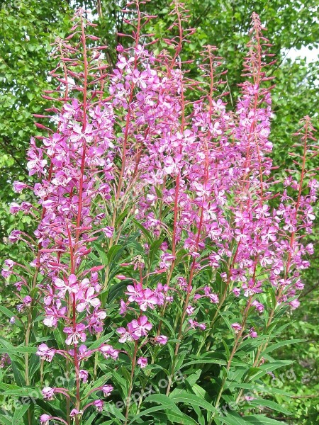 Flower Fireweed Ivan-tea Summer Free Photos