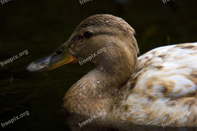 Birds Duck The Nature Of The Free Photos