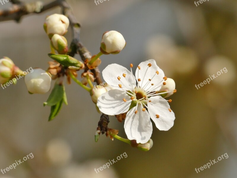 Spring Blossom Bloom White Fruit Tree Blossoming