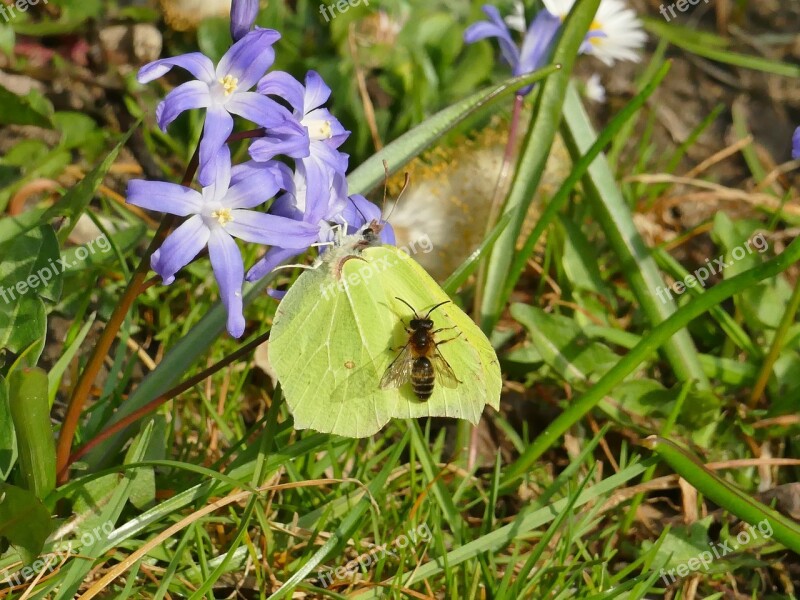 Spring Butterfly Gonepteryx Rhamni Animal Yellow