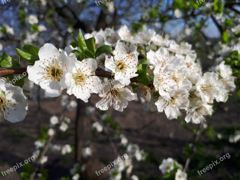 Flower Plant Nature Branch Tree