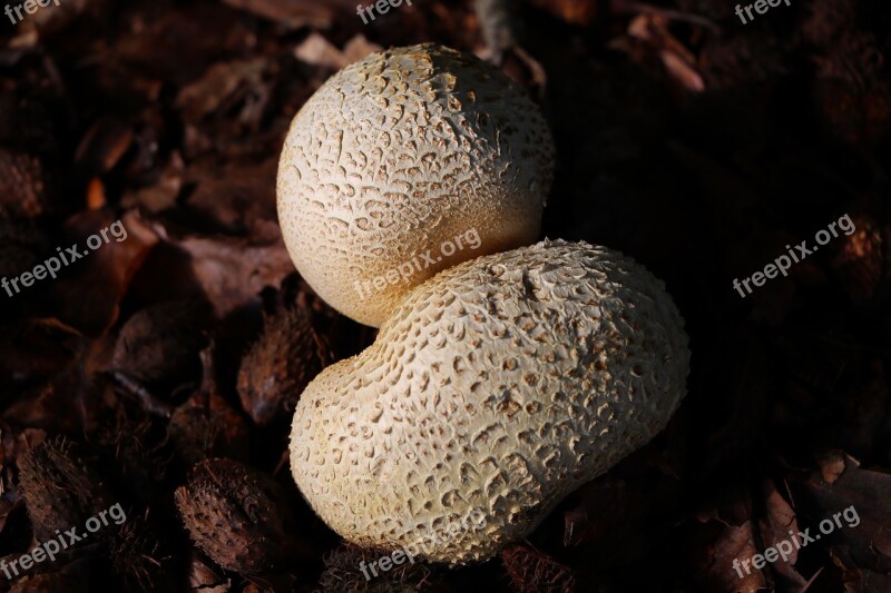 Fungus Mushroom Nature Wood Closeup