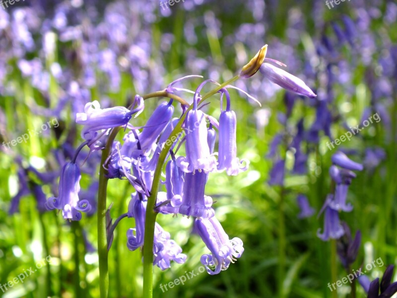 Flower Flora Nature Outdoors Summer