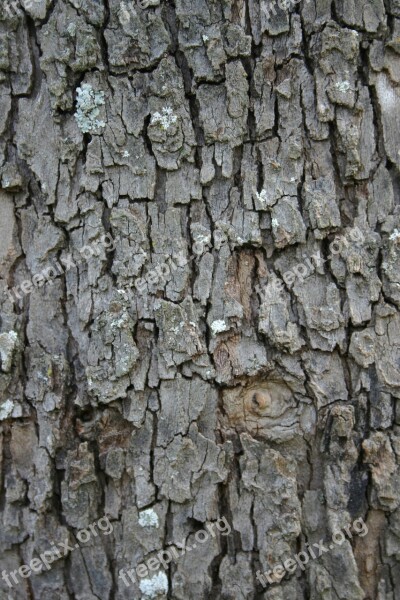 Bark Rough Texture Desktop Trunk