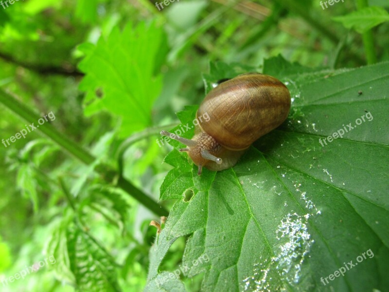 Nature Garden Invertebrates Snail Leaf