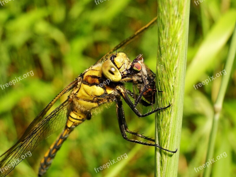 Insect Nature Animals Dragonflies Różnoskrzydłe Lecicha Total