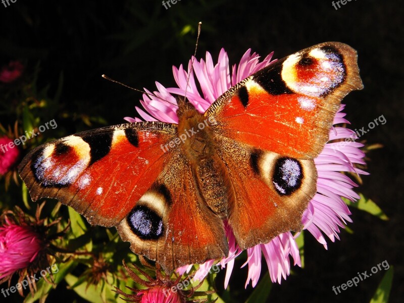 Nature Butterfly Day Insect Color Animals