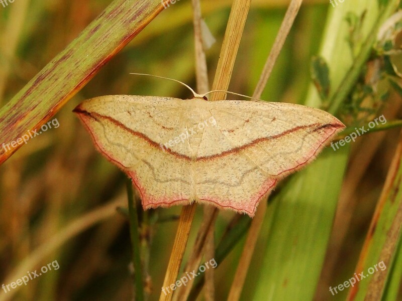 Nature Insect At The Court Of Plant Butterfly Day