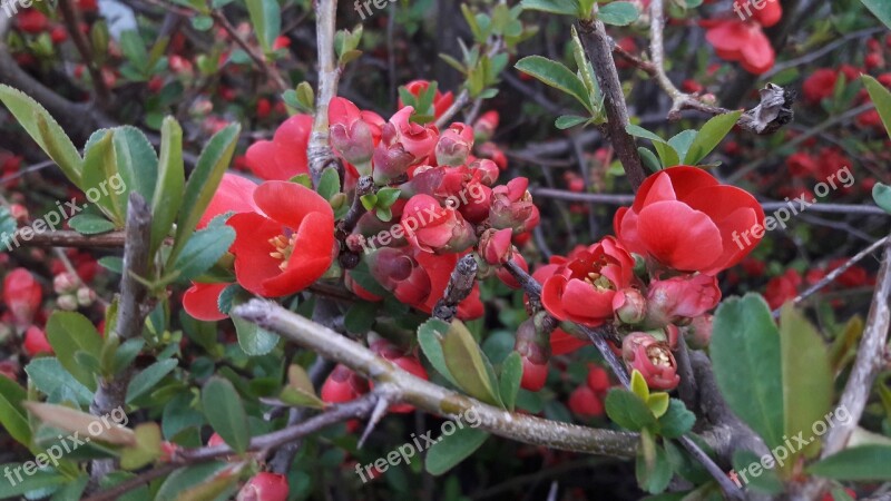 Nature Plant Flower Leaf Plants Garden