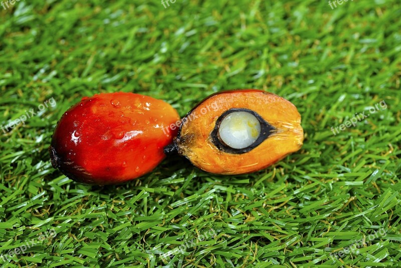 Close Up Of Fresh Palm Oil Fruits Selective Focus Grass Palm Oil