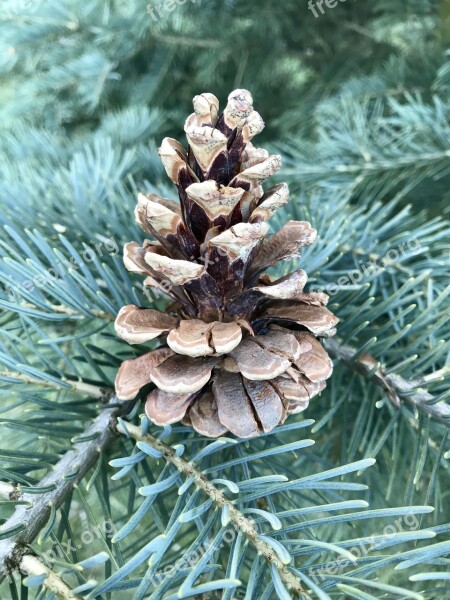 Cone Forest Pinecone Conifer Needles