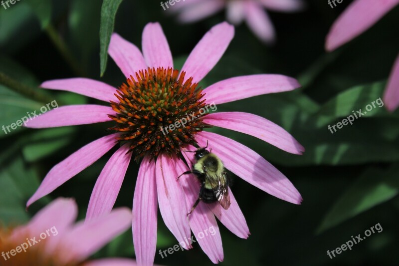 Nature Flower Flora Garden Summer