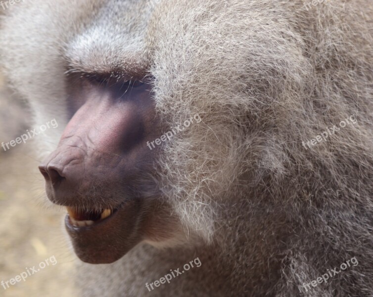 Baboon Primate Ape Mammal Wildlife