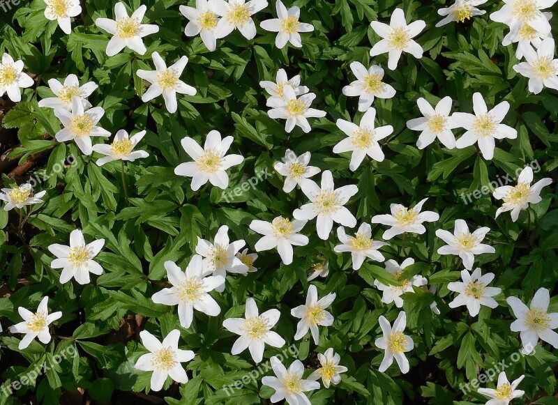 Anemone Spring Flowers Nature White Flower Free Photos