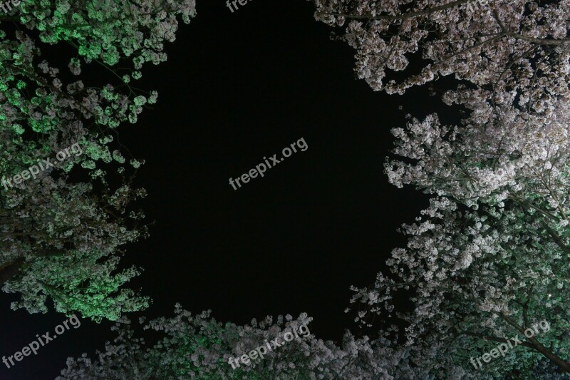 Cherry Blossom Plants Flowers Night View Cherry