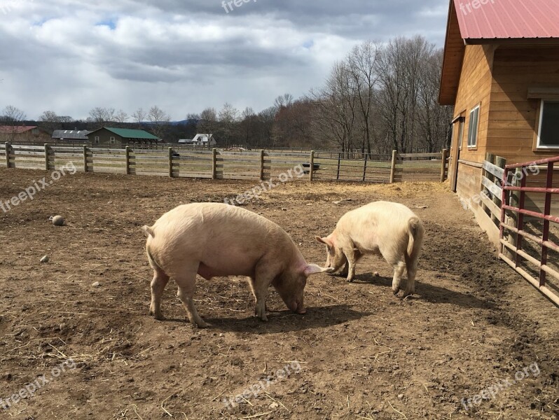 Pigs Farm Animal Agriculture Barn