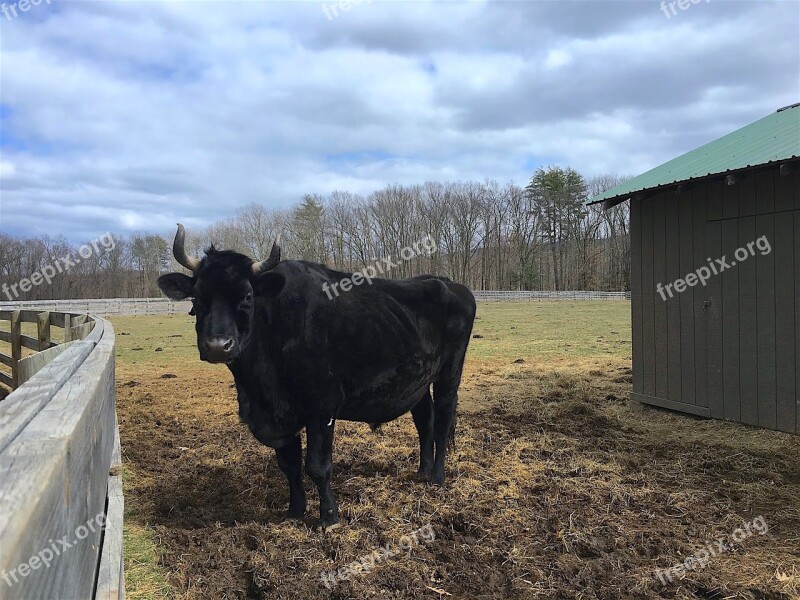 Cow Farm Animal Agriculture Cattle