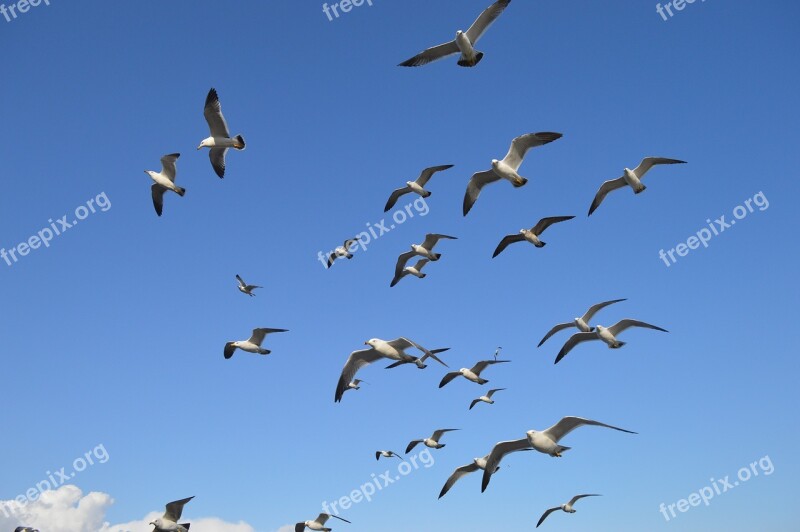 Bird Sky Wildlife Seagulls Flight