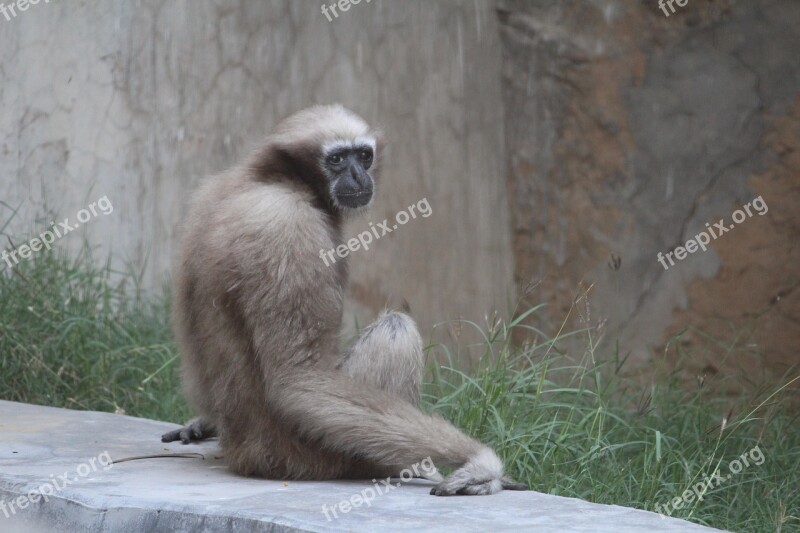 Monkey Primates Wildlife Mammal Nature