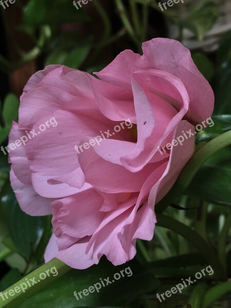 Pink Flower Pink Petals Pink Flower Garden