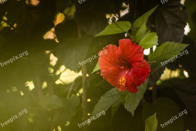 Nature Flora Leaf Flower Outdoors