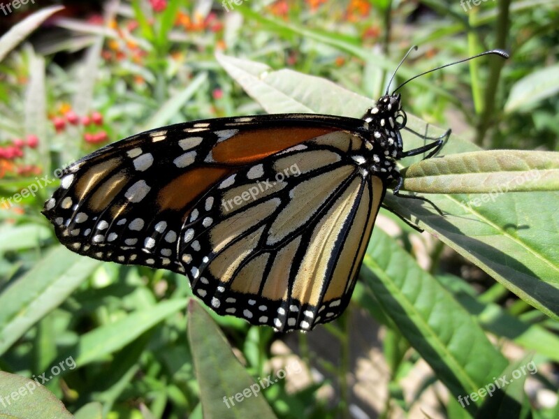 Butterfly Insect Nature Wing Summer