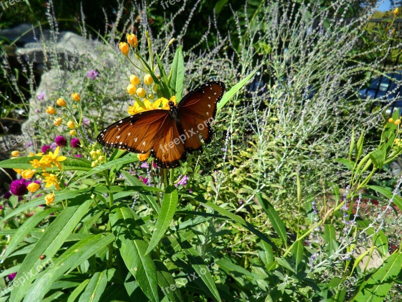 Nature Flower Flora Summer Garden