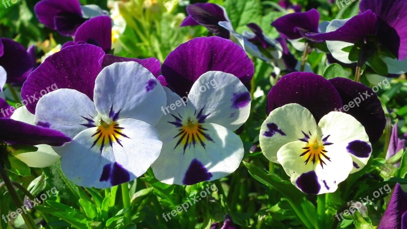 Flower Pansies Colorful Nature Garden