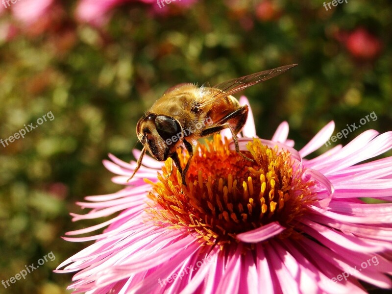 Nature Insect Flower Plant Apiformes