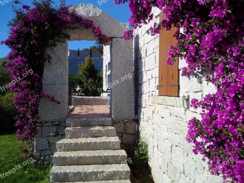 Sardinia Bougainvillea Triple Flower Li Conchi Flower