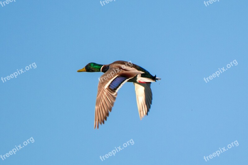 Birds Nature Wild Life Flight Pen