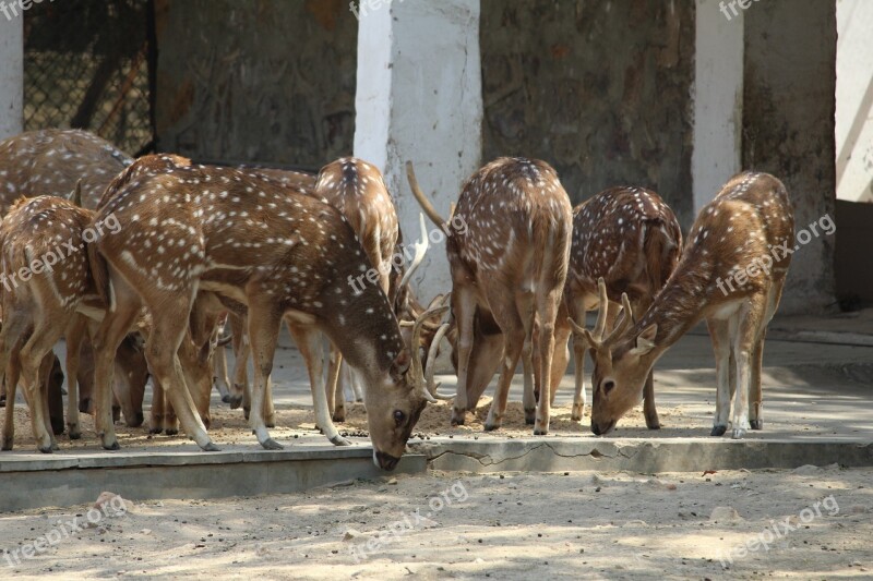 Deer Mammal Animal Nature Wood