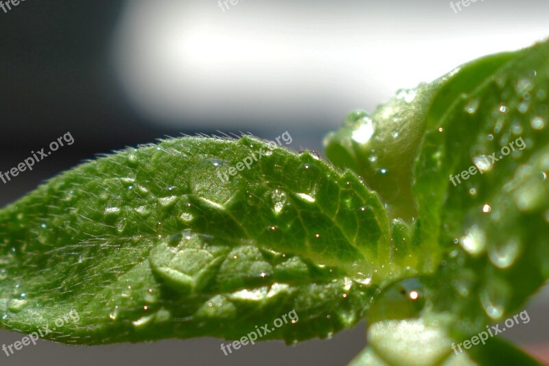 Sheet Plant Macro Rostock Sunflower