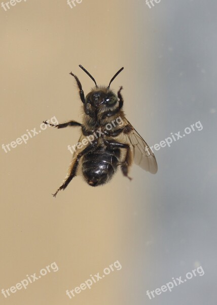 Bee Insecta Window Dark Escape