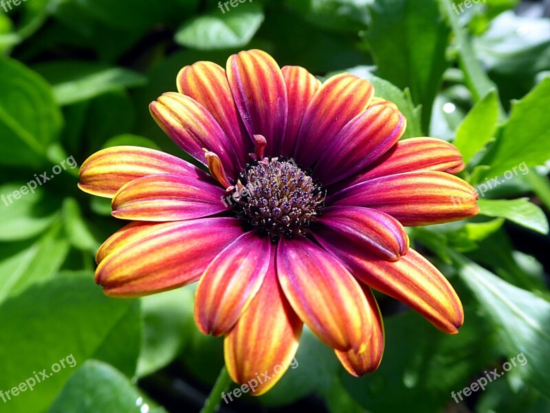 Flower Osteospermum Asteraceae Orange Violet