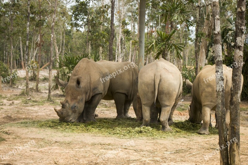 Rhinoceros Safari Animal Nature The National Park